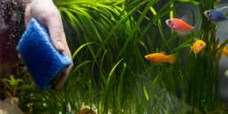 aquascape aquarium snoeien en schoonmaken