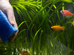 aquascape aquarium snoeien en schoonmaken