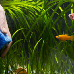 aquascape aquarium snoeien en schoonmaken