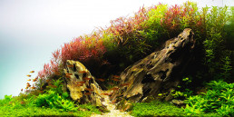 aquascape aquarium vissen toevoegen
