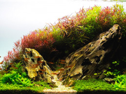 aquascape aquarium vissen toevoegen