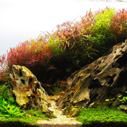 aquascape aquarium vissen toevoegen