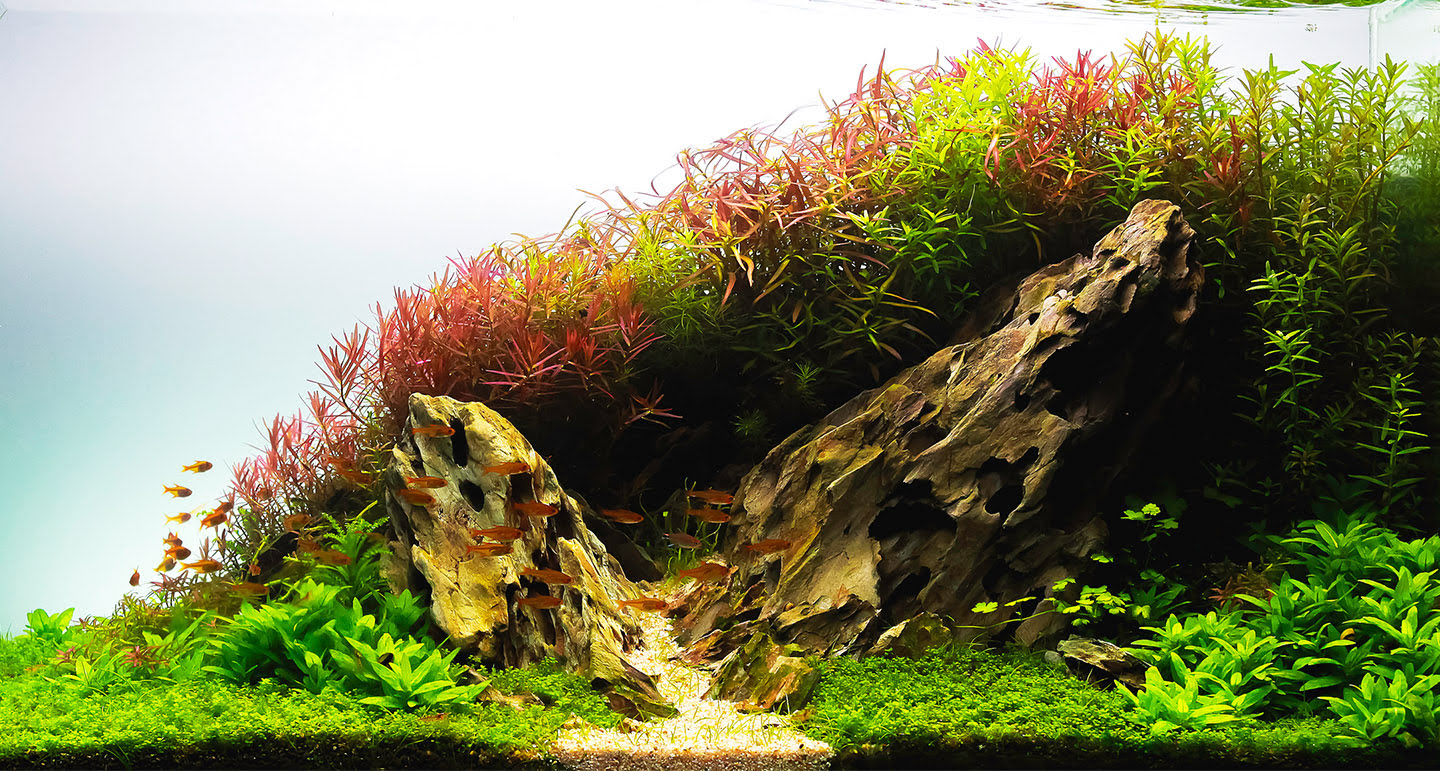Tips om in jouw aquascape aquarium vissen toe te voegen! - Pets Place