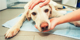 Nazorg narcose hond, kat en konijn