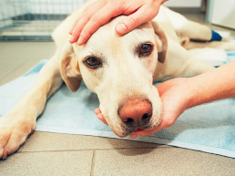 Nazorg narcose hond, kat en konijn