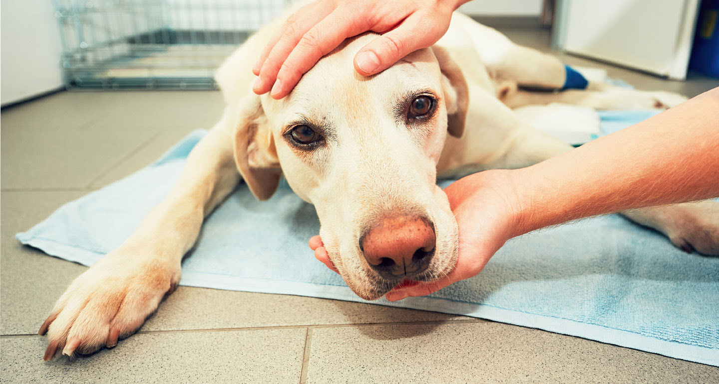 van narcose hond, kat en konijn; na de operatie Pets Place