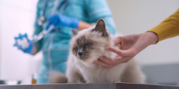 Titeren van honden en katten