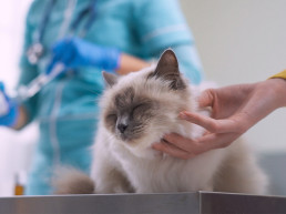 Titeren van honden en katten
