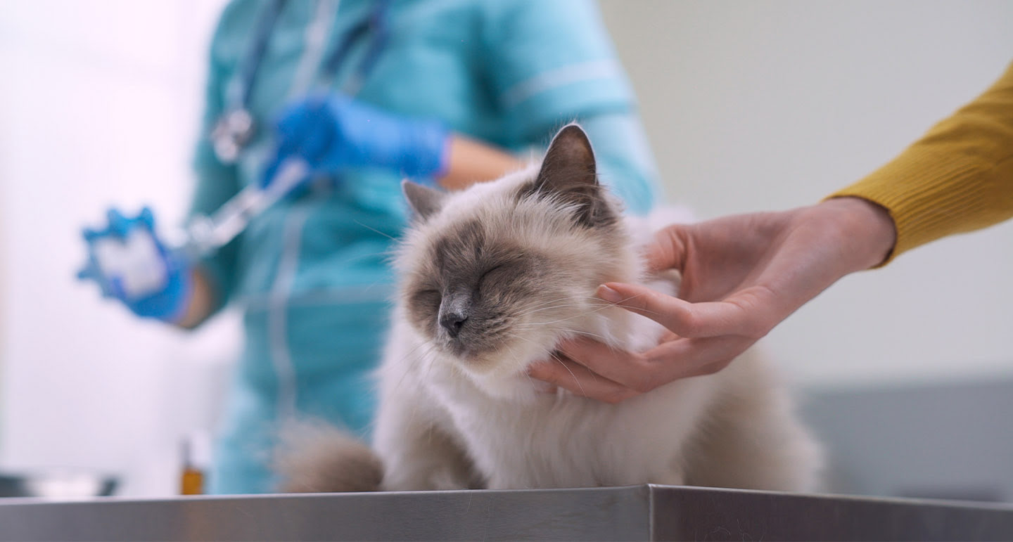 Titeren Hond En Kat Wat Is Het Lees De Voor En Nadelen Pets Place