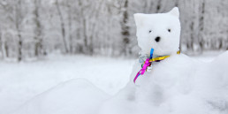 dier sneeuwpop maken