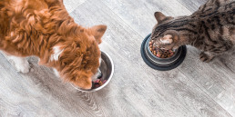 Dieetvoer hond en kat