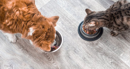 Dieetvoer hond en kat