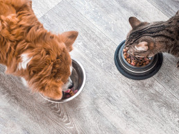 Dieetvoer hond en kat
