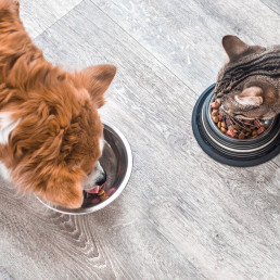 Dieetvoer hond en kat