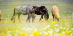 paardenwei