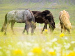 paardenwei