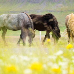 paardenwei