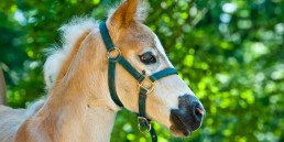 Paard of veulen halstermak maken