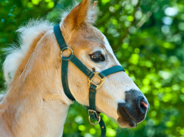 Paard of veulen halstermak maken