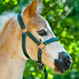 Paard of veulen halstermak maken
