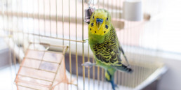 Parasieten bij vogels