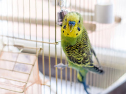 Parasieten bij vogels