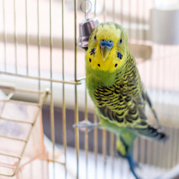 Parasieten bij vogels