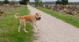 Adderbeet, hond op de Veluwe