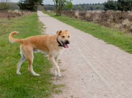 Adderbeet, hond op de Veluwe