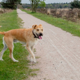 Adderbeet, hond op de Veluwe