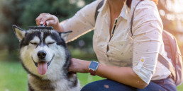 Husky Kam