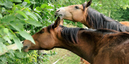 Niet giftige planten voor paarden