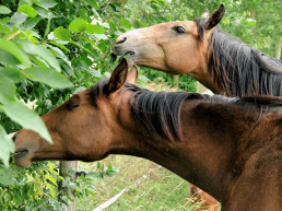 Niet giftige planten voor paarden