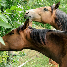 Niet giftige planten voor paarden
