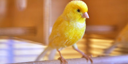 Supplementen voor vogels