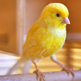 Supplementen voor vogels