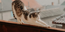 Yoga bij dieren