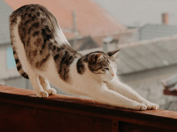 Yoga bij dieren