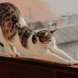 Yoga bij dieren