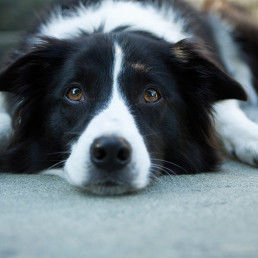epilepsie hond