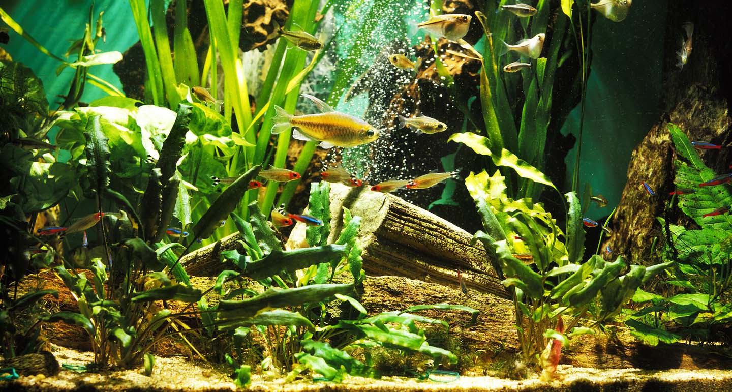 Boodschappenlijstje voor het aquarium Pets Place