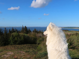 Hond mee naar Denemarken