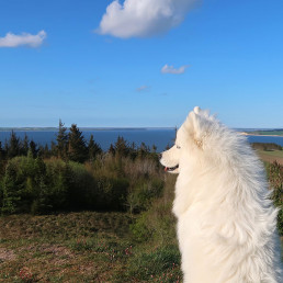 Hond mee naar Denemarken