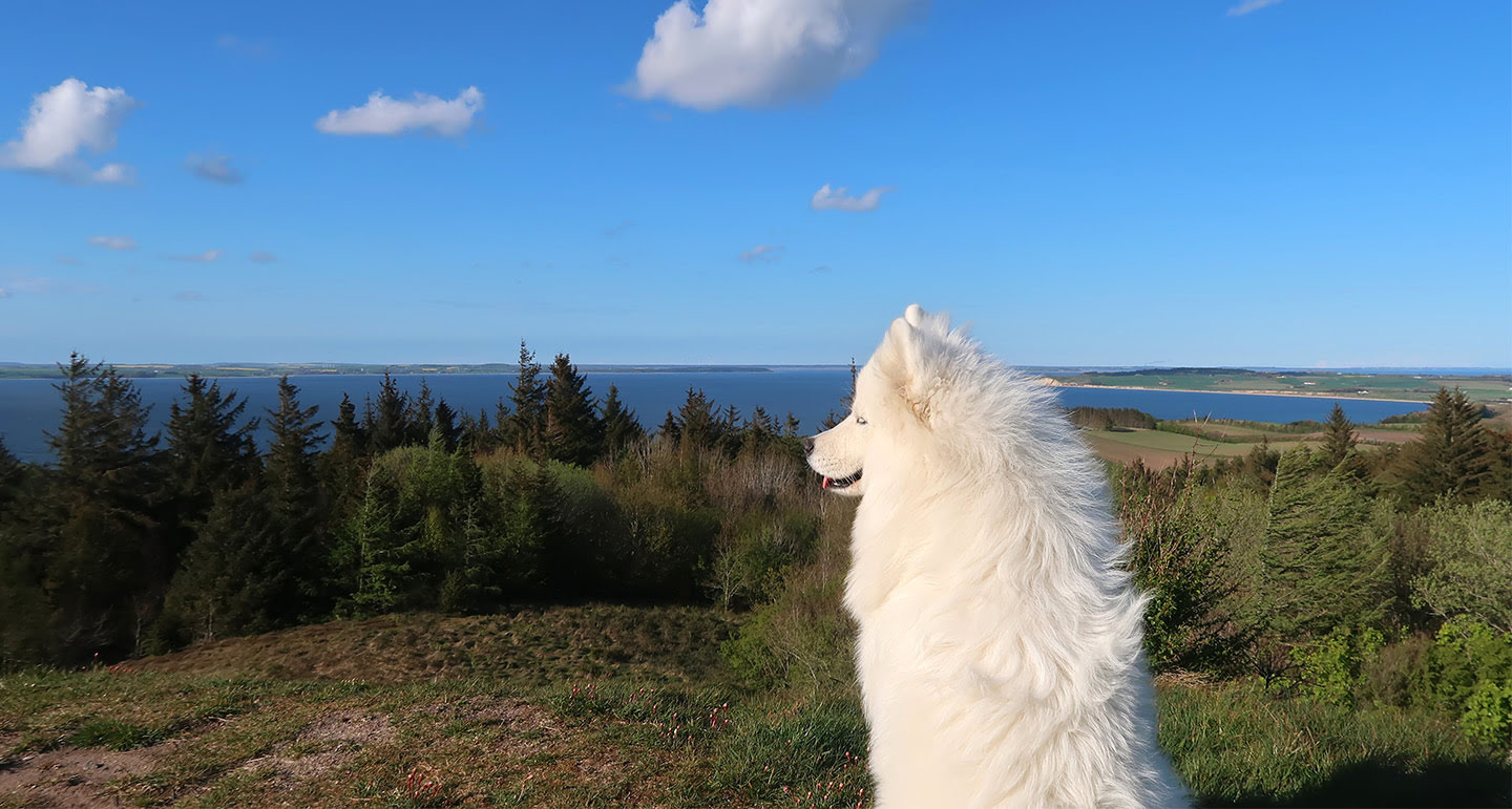 De hond mee naar Denemarken op vakantie! Pets Place