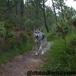 Hond mee naar Frankrijk - foto van @maaikemorren