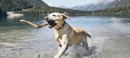 Hond mee naar Italië - Strand en meren