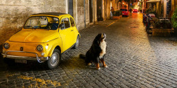 Hond mee naar Italië