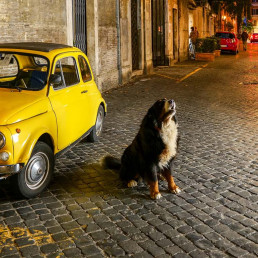 Hond mee naar Italië