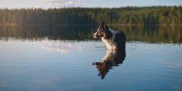 Hond mee naar Zweden