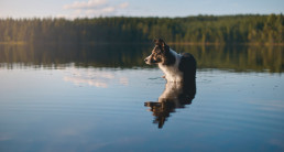 Hond mee naar Zweden